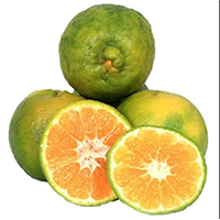 Fresh Orange - Nagpur